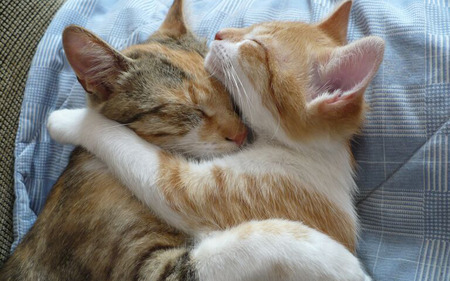 Hug - cats, animals