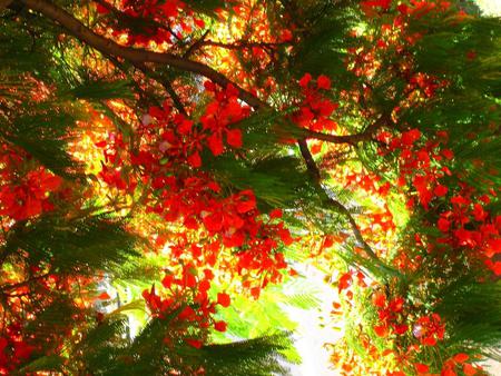 Tree - sky, tree, nature, sun