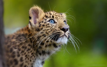 Leopard - animals, leopards