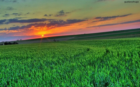 Sunset Over Green Field - grass, nature, green, fields