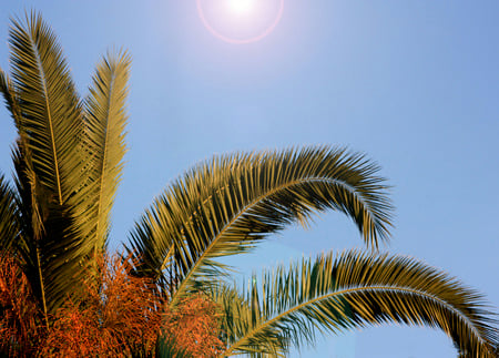 View of a palmtree - blue, green, tree, sky, palm