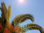 View of a palmtree