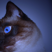 Blue eyes siamese cat