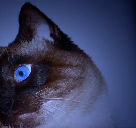 Blue eyes siamese cat - animal, blue, siamese, cat, blue eyes