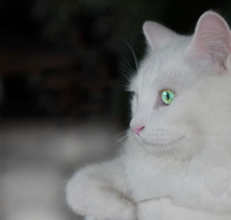 White as snow - white, green eyes, cat, pink nose, animal