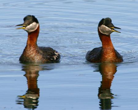 swimming pair - beside, reflected, lake, water