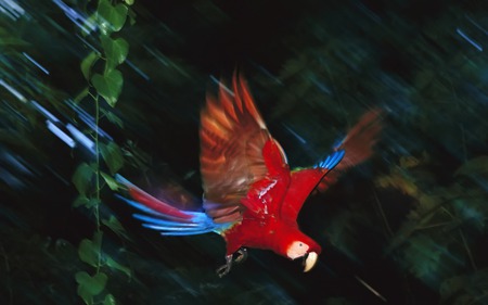 macaw - bird, colorful, awesome, macaw