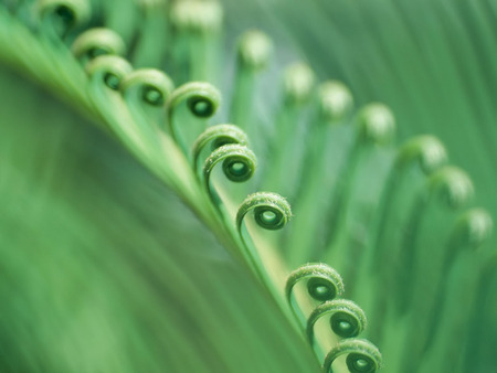 Young Fern - nature, green, grass