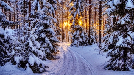 Winter forest