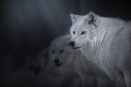 Wolves - lup, white, animal, wolf