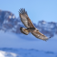 Golden Eagle