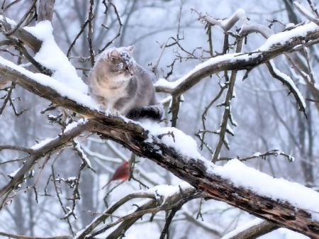 Snowy day - allat, fa, faag, ho, macska, tel