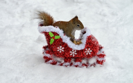 :) - craciun, sleight, christmas, iarna, snow, veverita, squirrel, winter, white, red