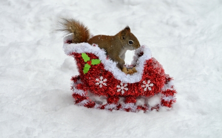 :) - winter, snow, sleight, veverita, christmas, white, craciun, red, iarna, squirrel