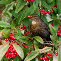 Bird eat