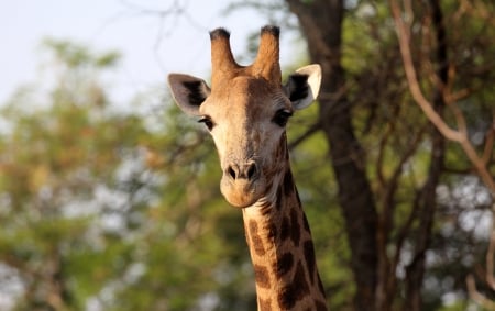 Giraffe - animal, tall, wild, giraffe