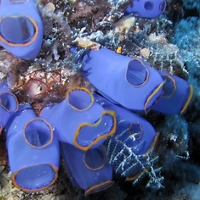 Sea squirt