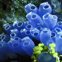 Sea squirt