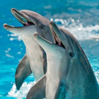 Dolphins