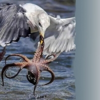 Seagull and octopus