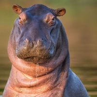 Hippo