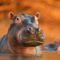 Hippo