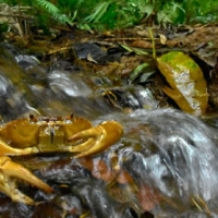 Pseudothelphusa Crab