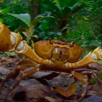 Pseudothelphusa Crab