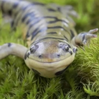 Salamander