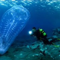 Salpa maxima -Tunicate