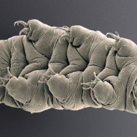 Water bear - Tardigro