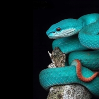 Blue Snake