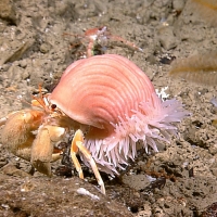 Hermit crabs