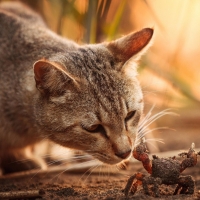 Cat and Crab