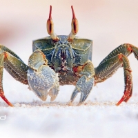 Crab