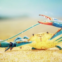 Crab