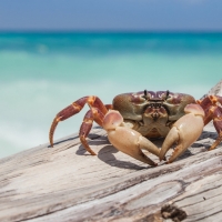 Crab