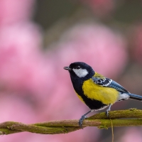 Great Tit