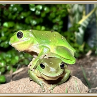 TWO GREEN FROGS