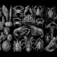 Crustacea - Carcinology