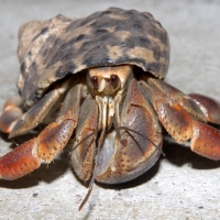 Hermit crab