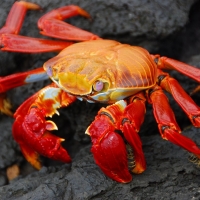 Crab