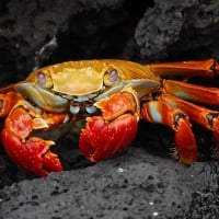 Crab