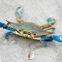 Crab