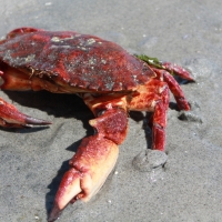 Crab