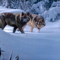 Winter Wolves