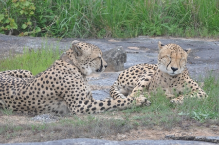 Cheetah - bliss, cheetah, sleeping, spots