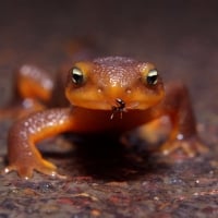 Salamander