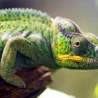 Chameleon