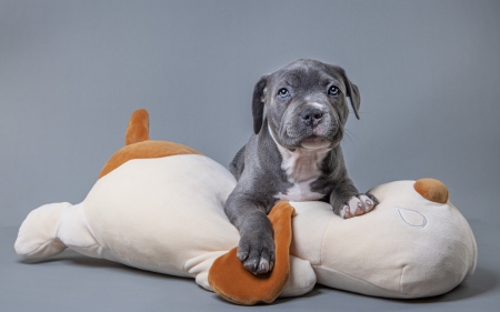 :) - grey, cute, dog, caine, puppy, toy